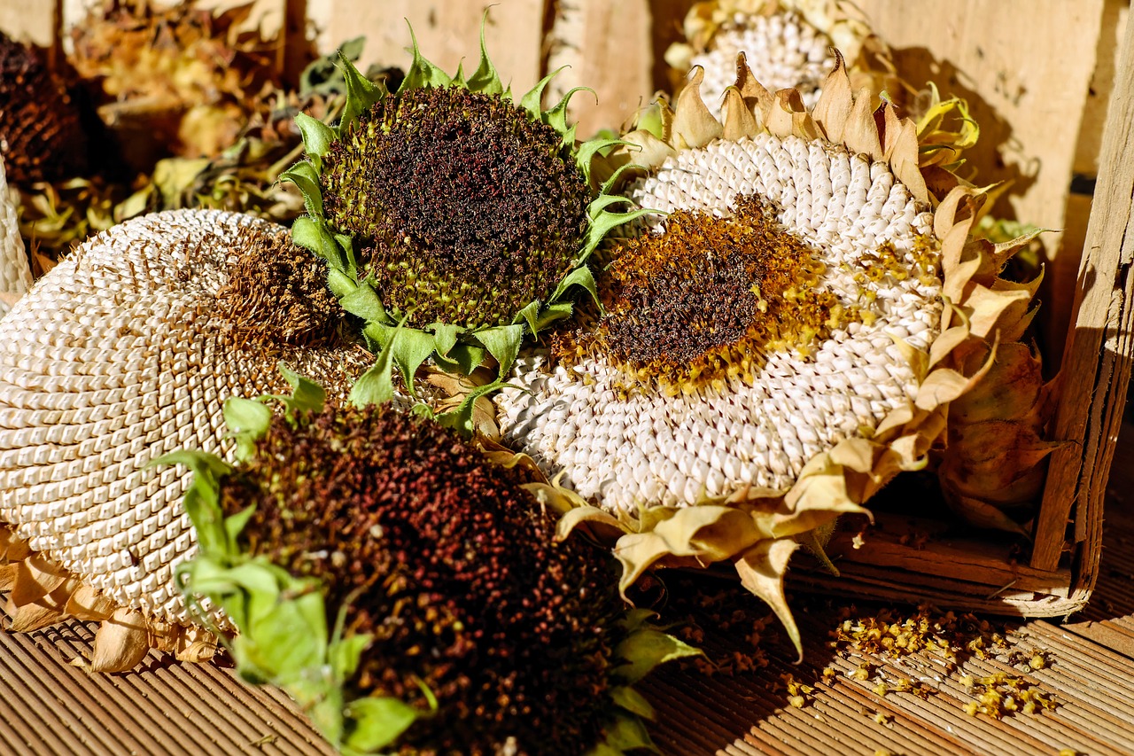 several sunflower seed heads drying on savor the southwest