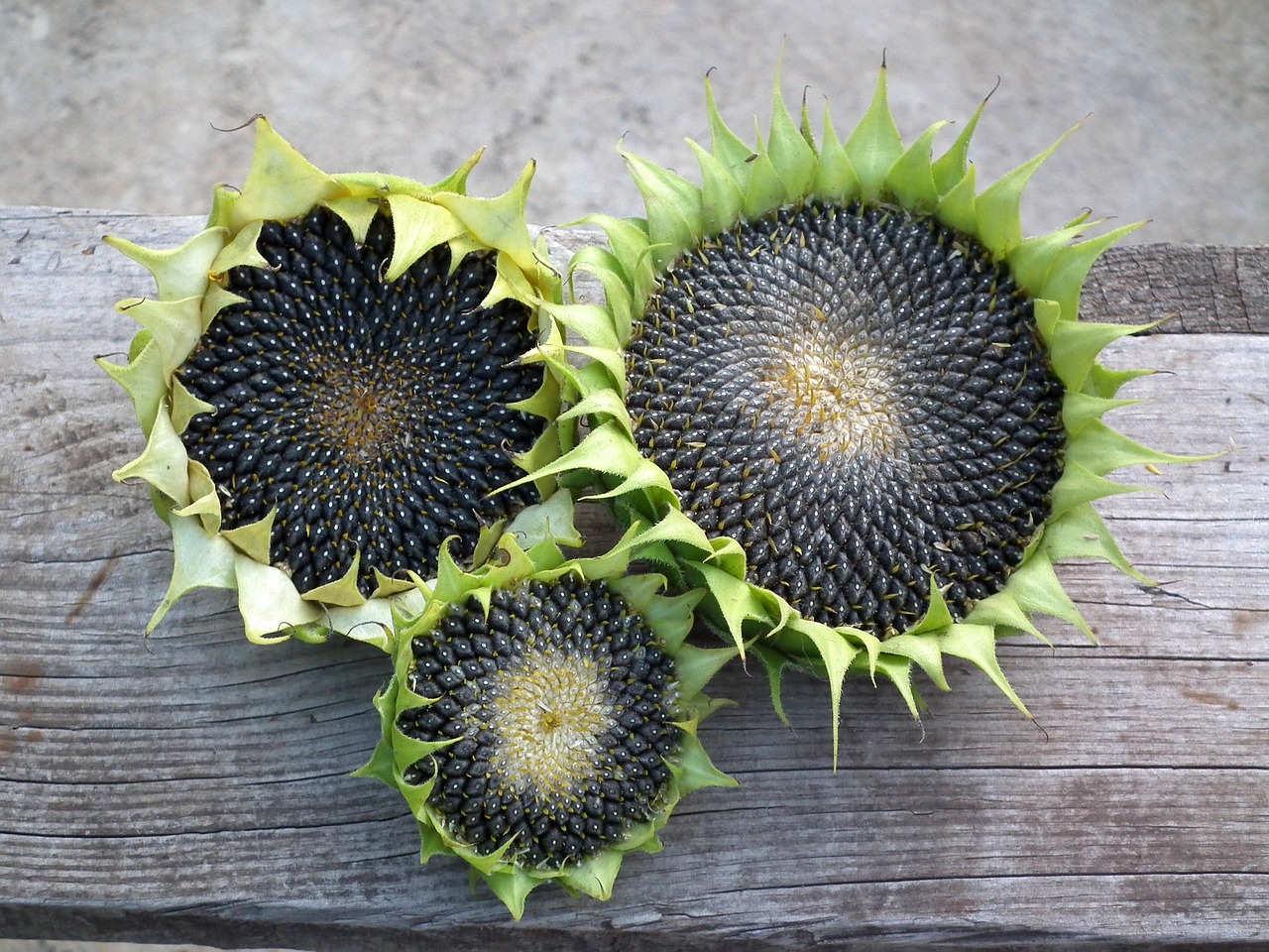 three sunflower seed heads showing chaff and ripe seed on savor the southwest