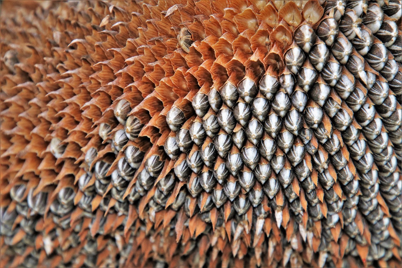 sunflower seed head showing chaff and ripe seed on savor the southwest