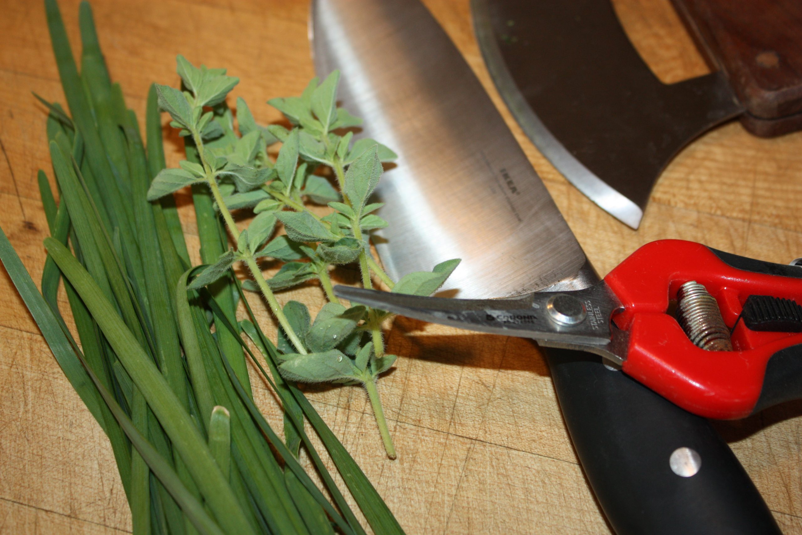 freshly harvested herbs and spices to use to make herbal blends
