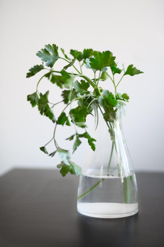cut herb stems in a jar of fresh water