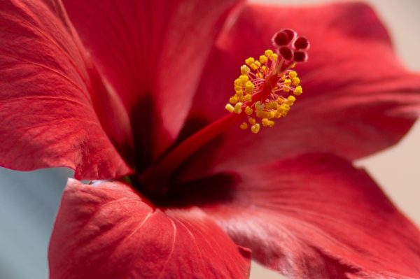 red hibiscus flower
