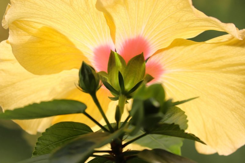 yellow hibiscus flower from underneath with sun shining through