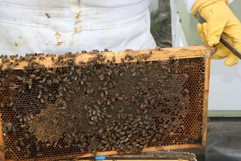 bee keeper and a frame of honey