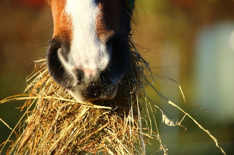 horse eating hay