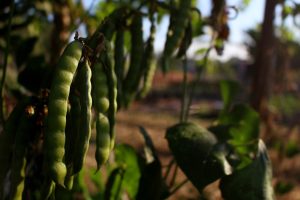 jicama beans