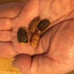 jojoba seeds on savor the southwest