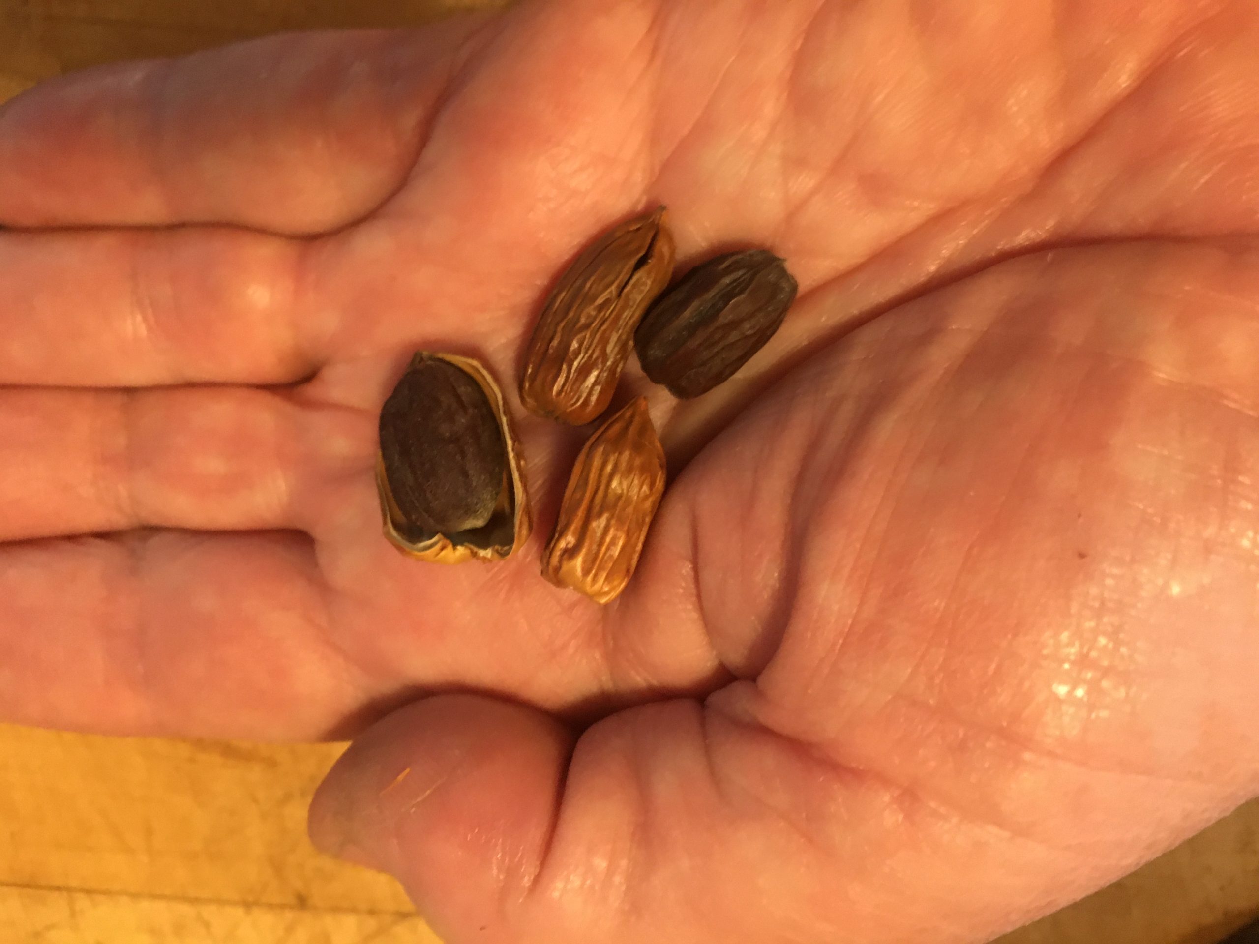 jojoba seeds on savor the southwest