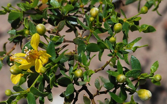 flowers of creosote copyright image