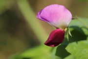 toxic sweet pea lathyrus flower