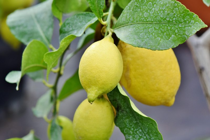 lisbon lemons