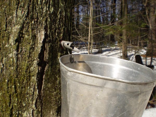 galvanized tin bucket hanging on a maple tree collecting sap in winter