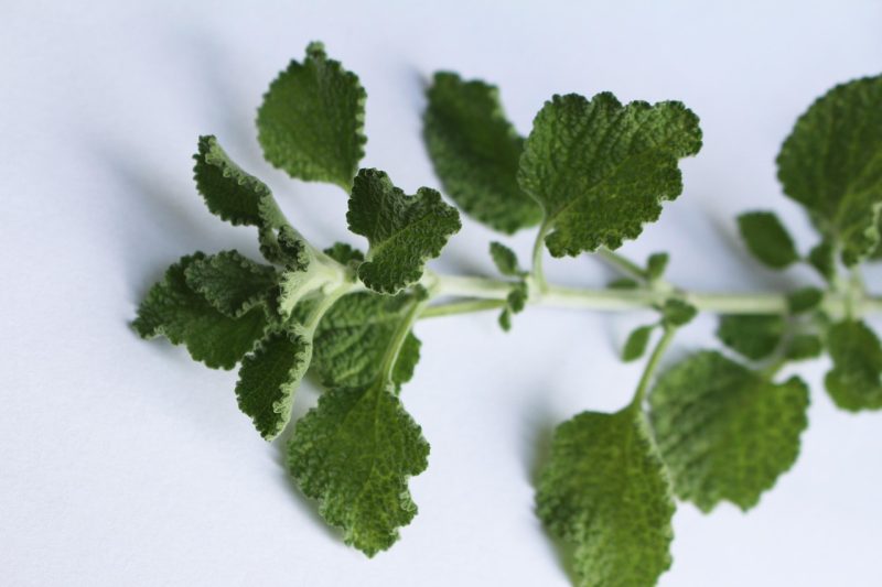 Marrubium-vulgare leaves