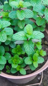 mint on savor the southwest