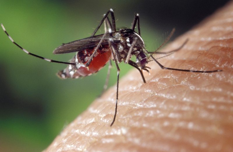 female mosquito on human arm her abdomen distended and red wit ingested blood