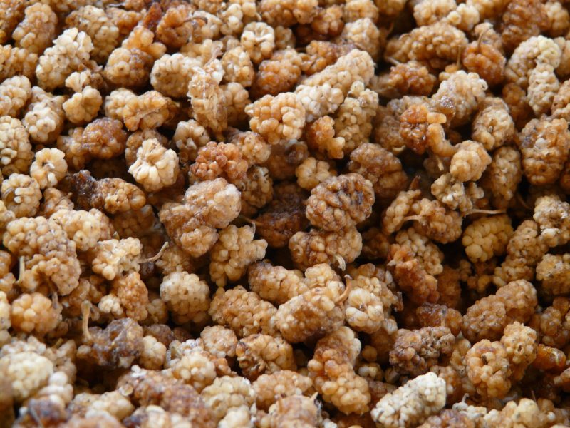 white mulberry