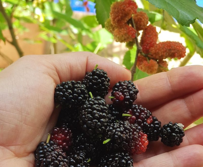 mulberry fruit purple and unripe in the background