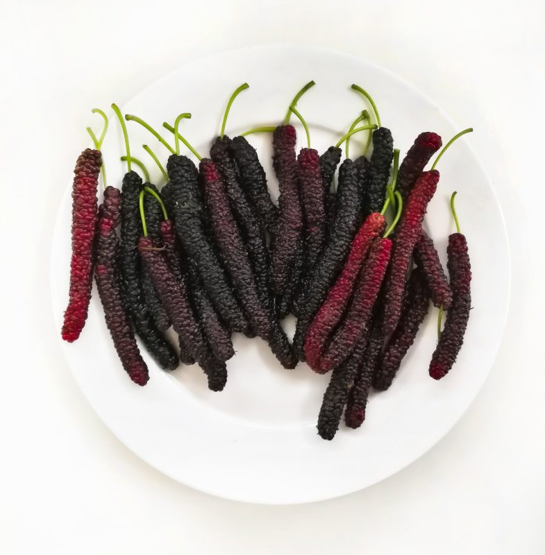 mulberry fruit purple