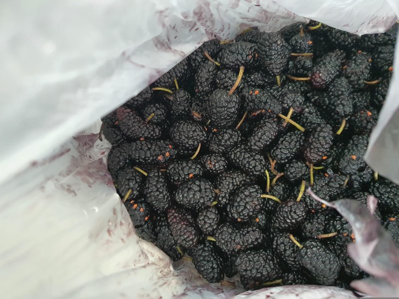 mulberry fruit purple