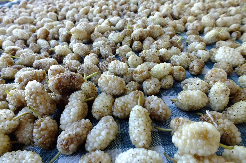 mulberry fruit white