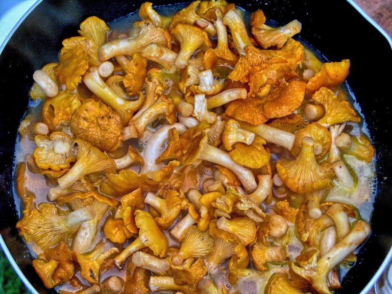 pan full of orange chanterelles