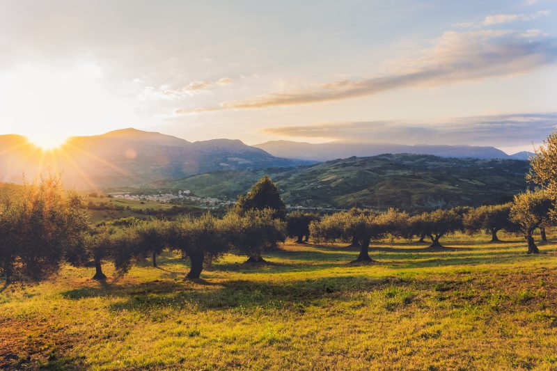 olive orchard in italy