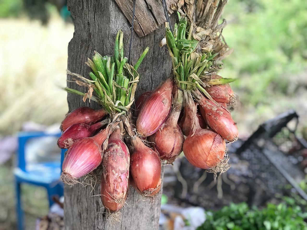 savor-the-southwest-i'itoi-onions