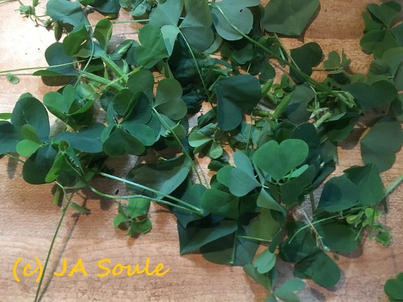 savor-the-southwest-oxalis-oxalates