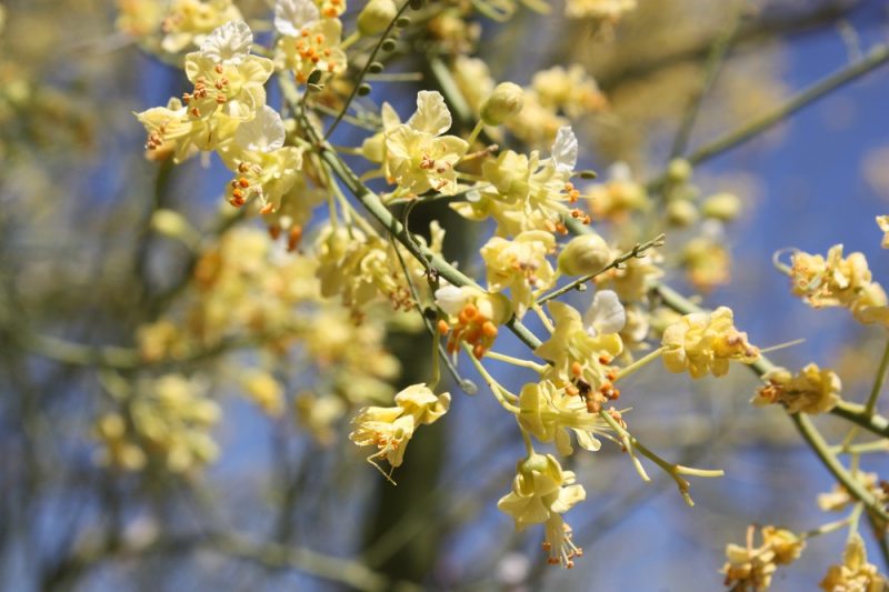 yellow flowers and flower buds of the palo verde tree