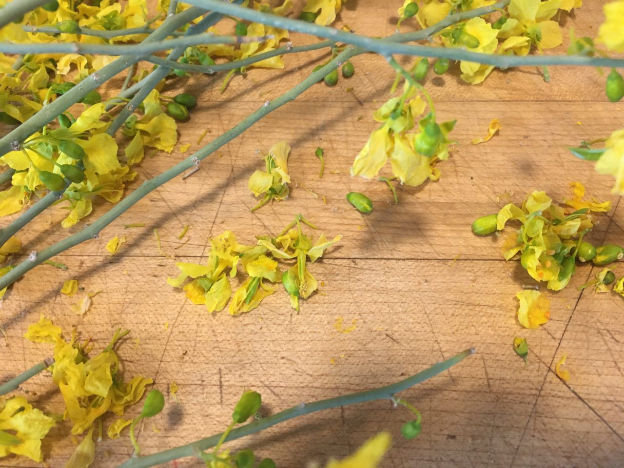 yellow flowers of the palo verde tree copyright image