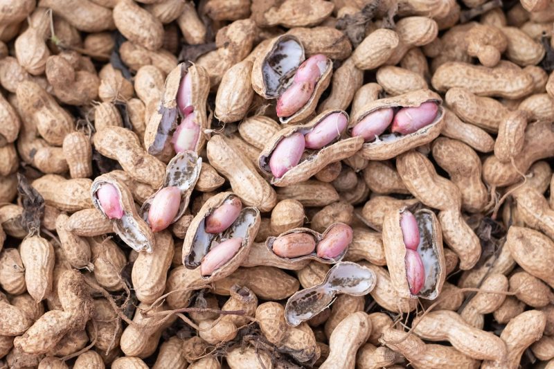 one of the many varieties of peanuts freshly harvested