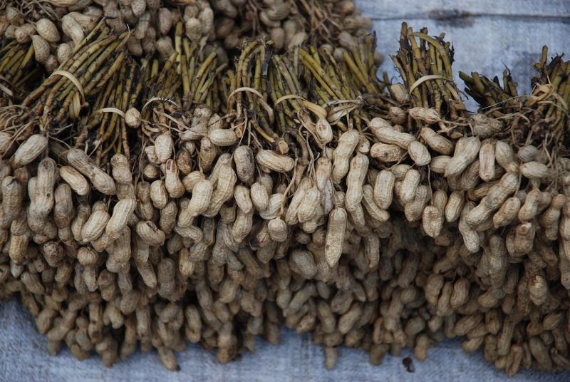 peanuts freshly harvested and for sale in a Mexican market