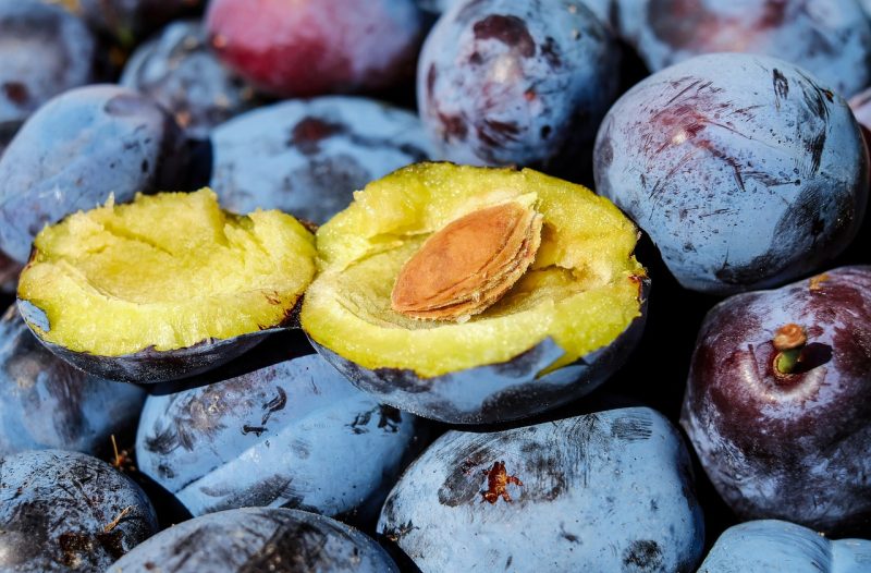 plums cut open to extract the seeds