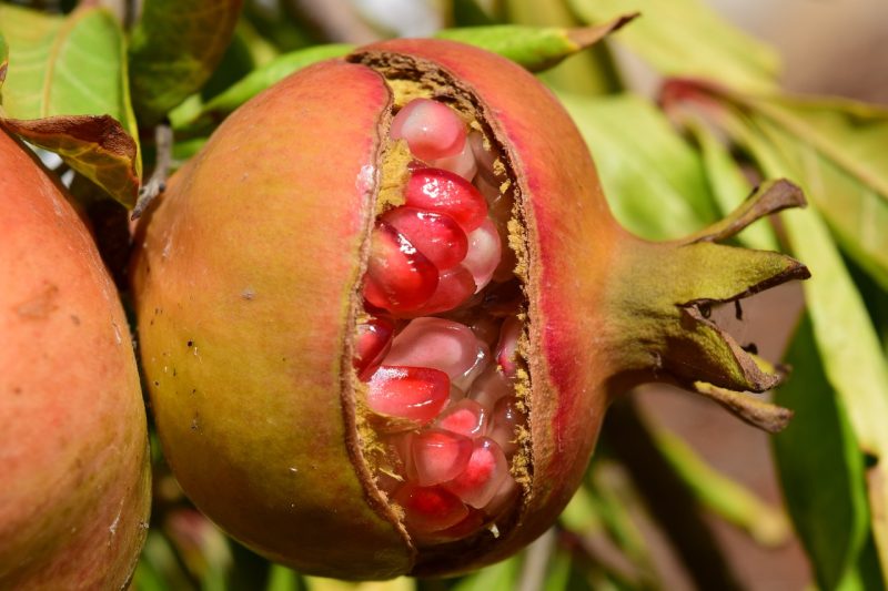 pomegranate split open on a tree