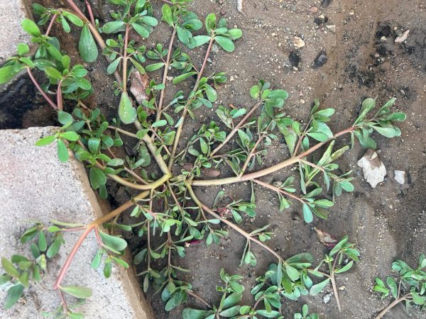 purslane growing in poor soil