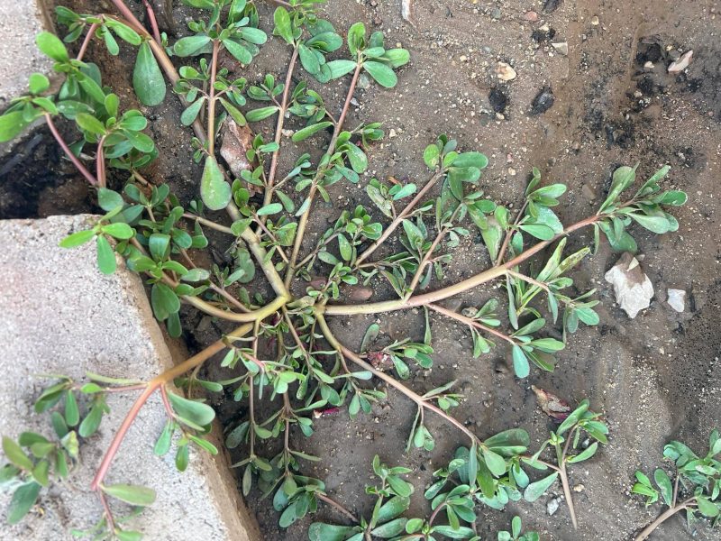 portulaca, a summer green