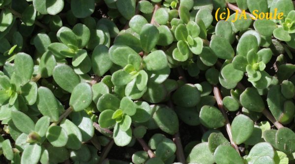 green leaves of Portulaca oleracea copyright JA Soule