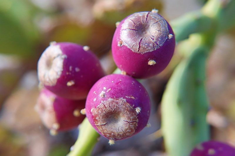 prickly pear fruits