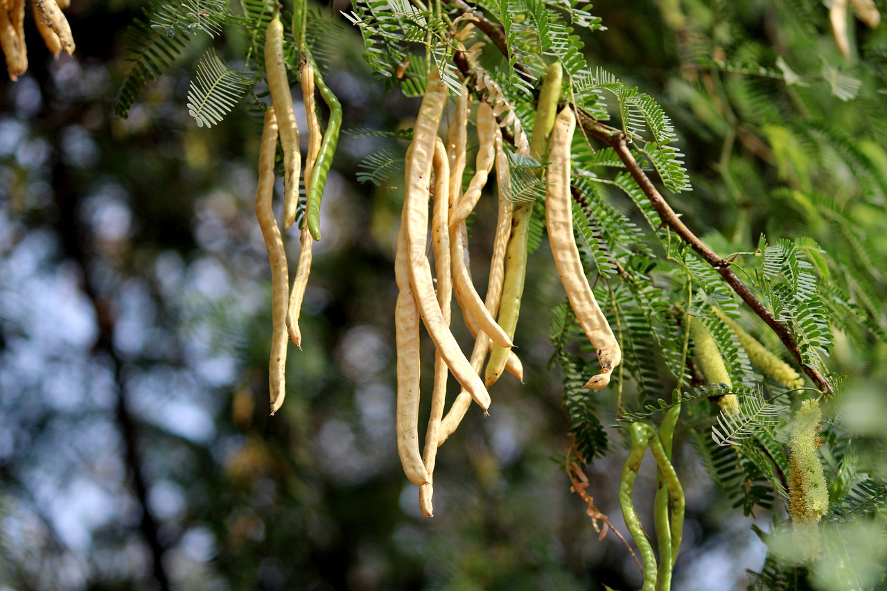 savor-the-southwest-mesquite