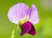 edible garden pea flower