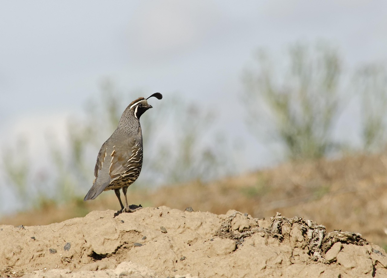 gambels quail in the southwest