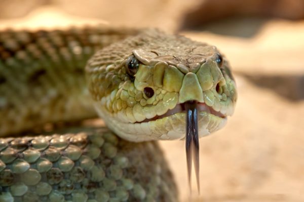 rattlesnake with its tounge out