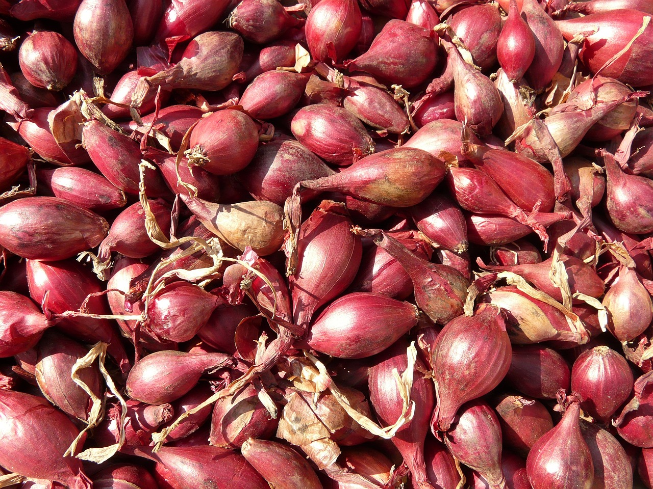 savor-the-southwest-i'itoi-onions
