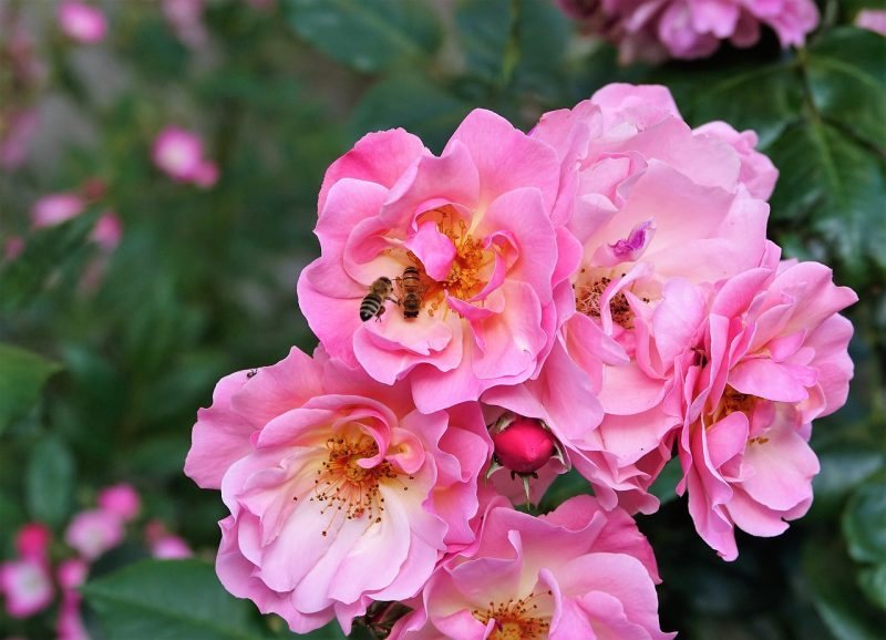 cluster of pink roses on the bush