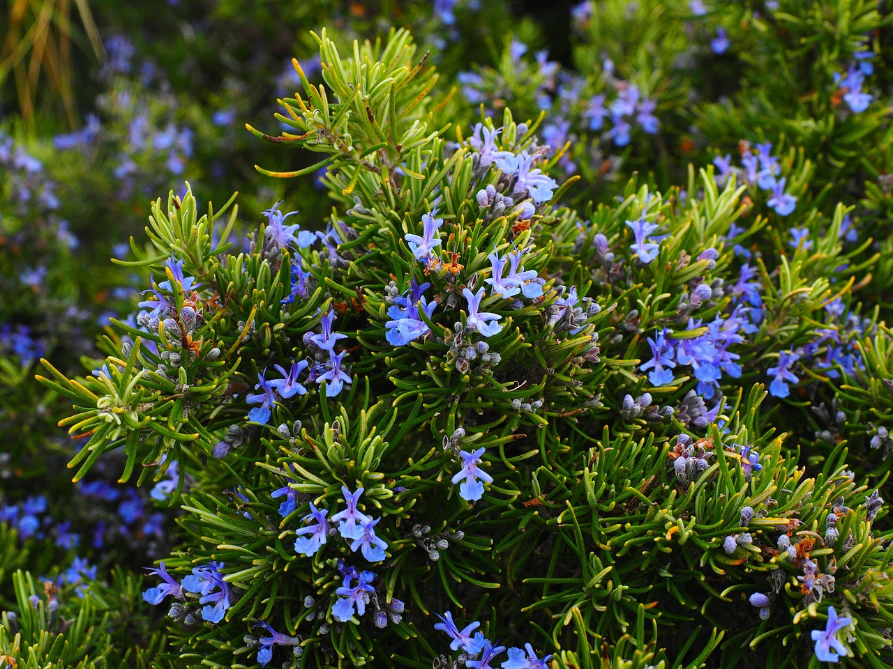 rosemary shrub with blue flowers