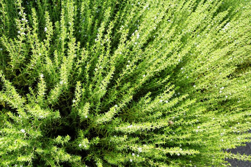 rosemary shrub