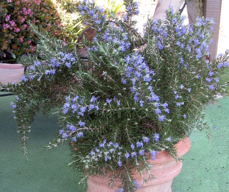 Chef’s Choice® RosemaryRosemary officinalis 'Roman Beauty' PP18192