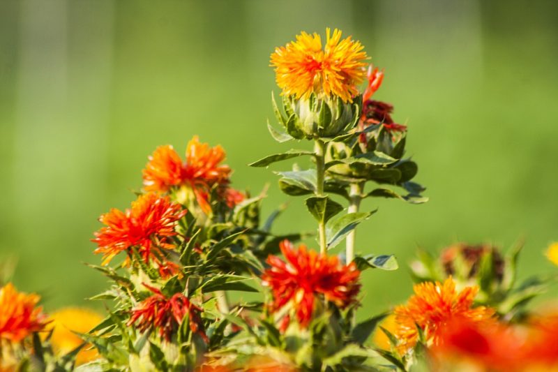 safflower growing