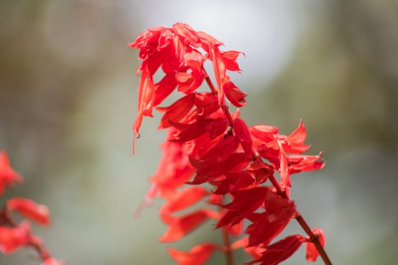 one of the many salvia called sage as discussed on savor the southwest