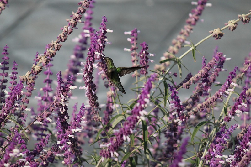 one of the many salvia called sage as discussed on savor the southwest